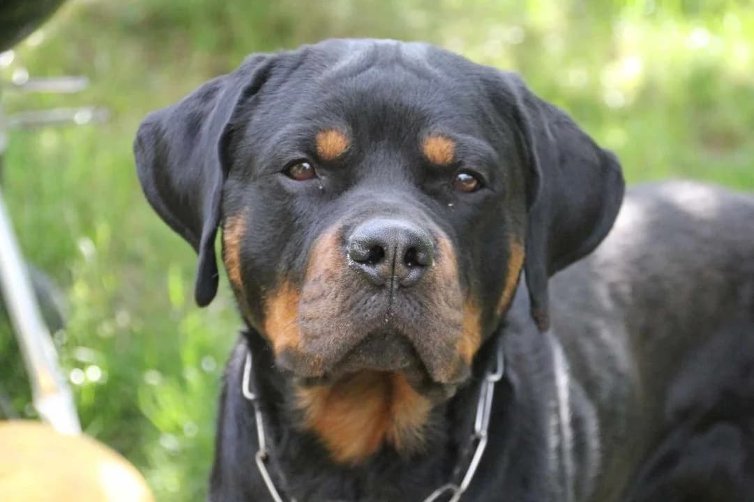 Pablo, male 6yo Mixed Breed for adoption at Listenhunde Nothilfe