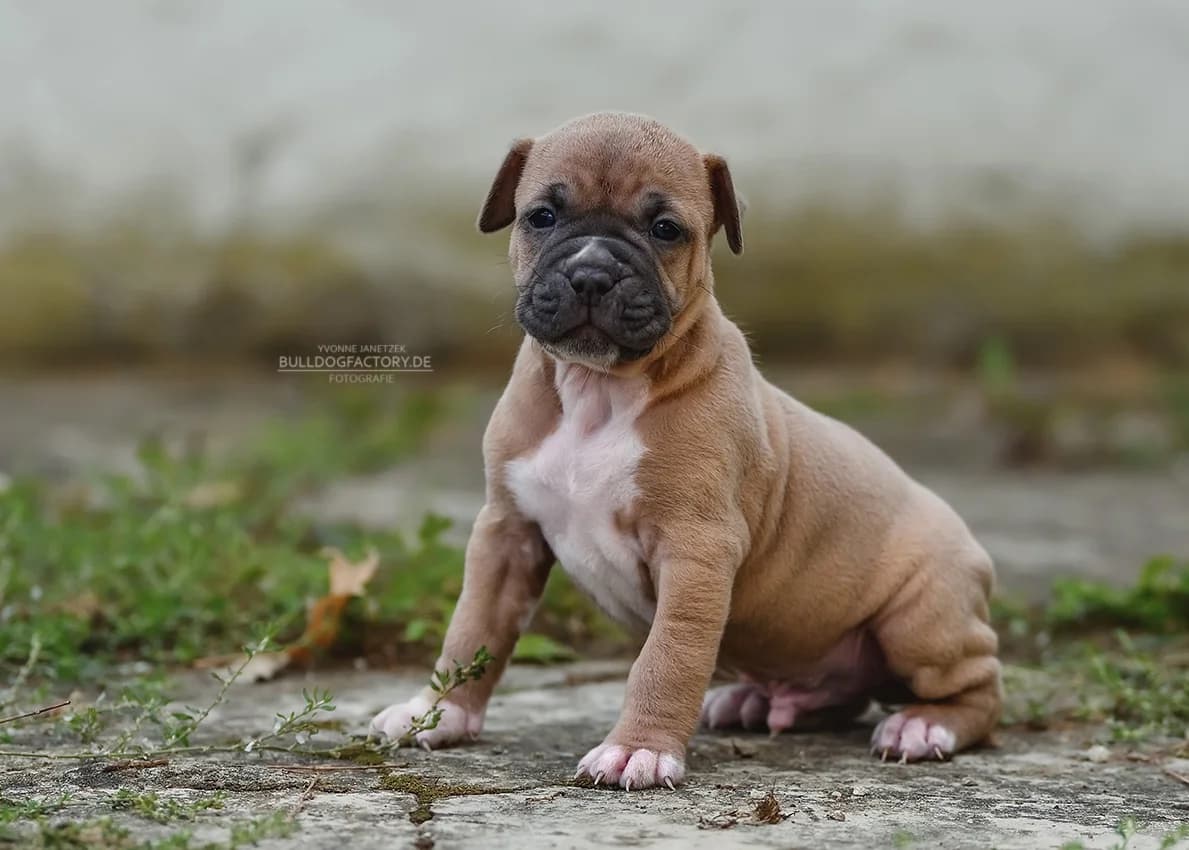 Pfeffi *r e s e r v i e r t*, puppy Mixed Breed for adoption at Listenhunde Nothilfe