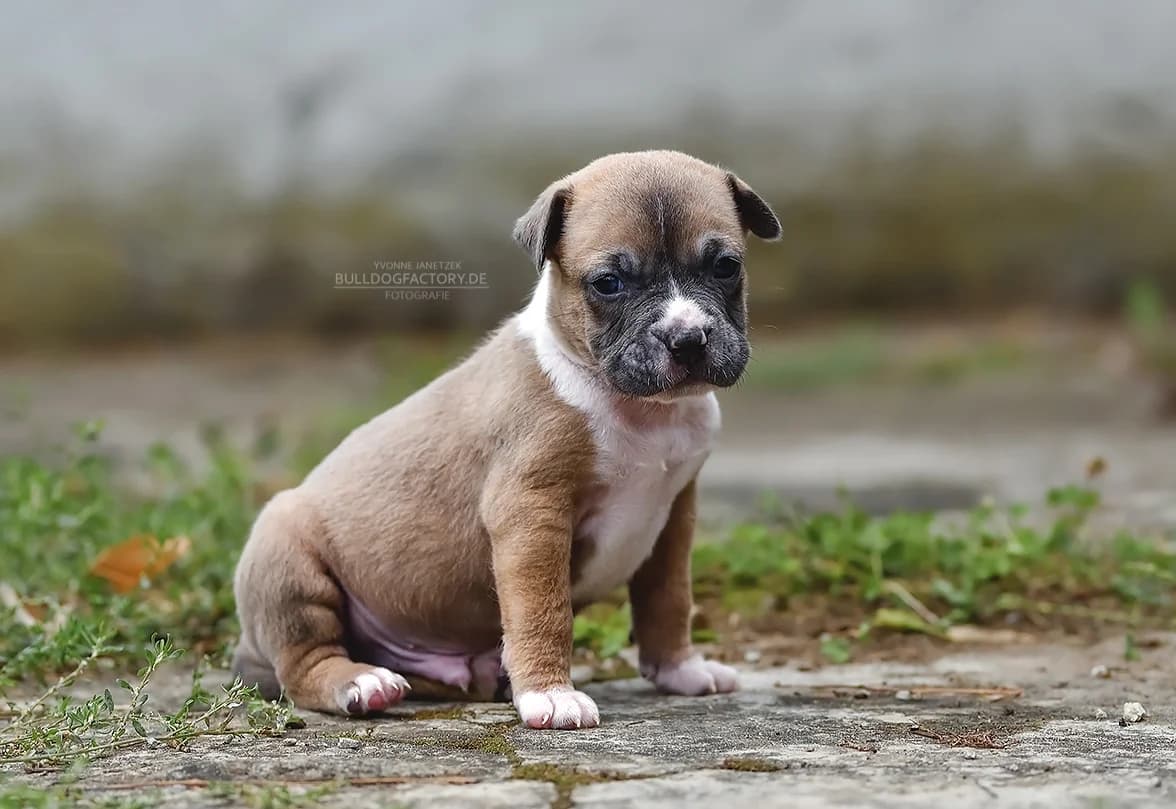 Pitti, puppy Mixed Breed for adoption at Listenhunde Nothilfe