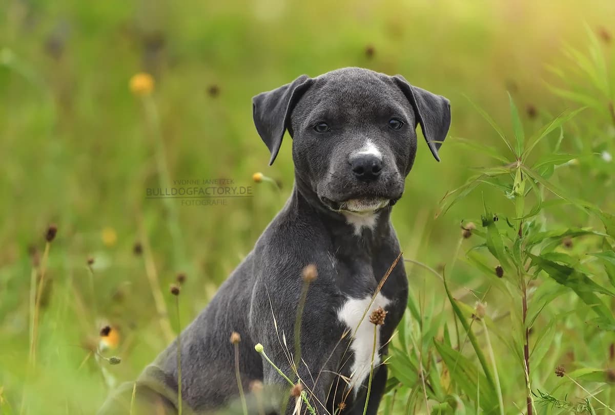 Puzzle, female puppy Mixed Breed for adoption at Listenhunde Nothilfe