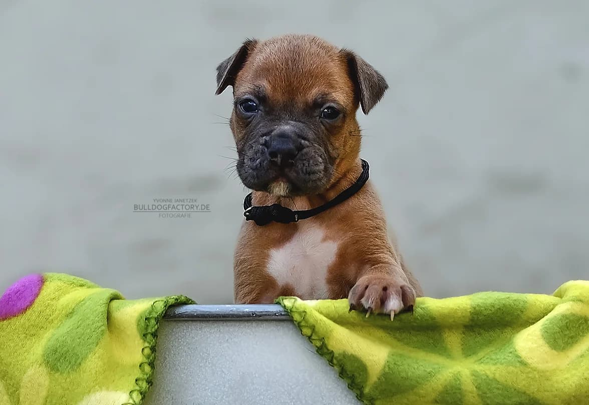 Simson, puppy Mixed Breed for adoption at Listenhunde Nothilfe