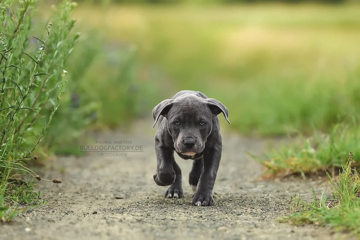Teddy, female puppy Mixed Breed for adoption at Listenhunde Nothilfe