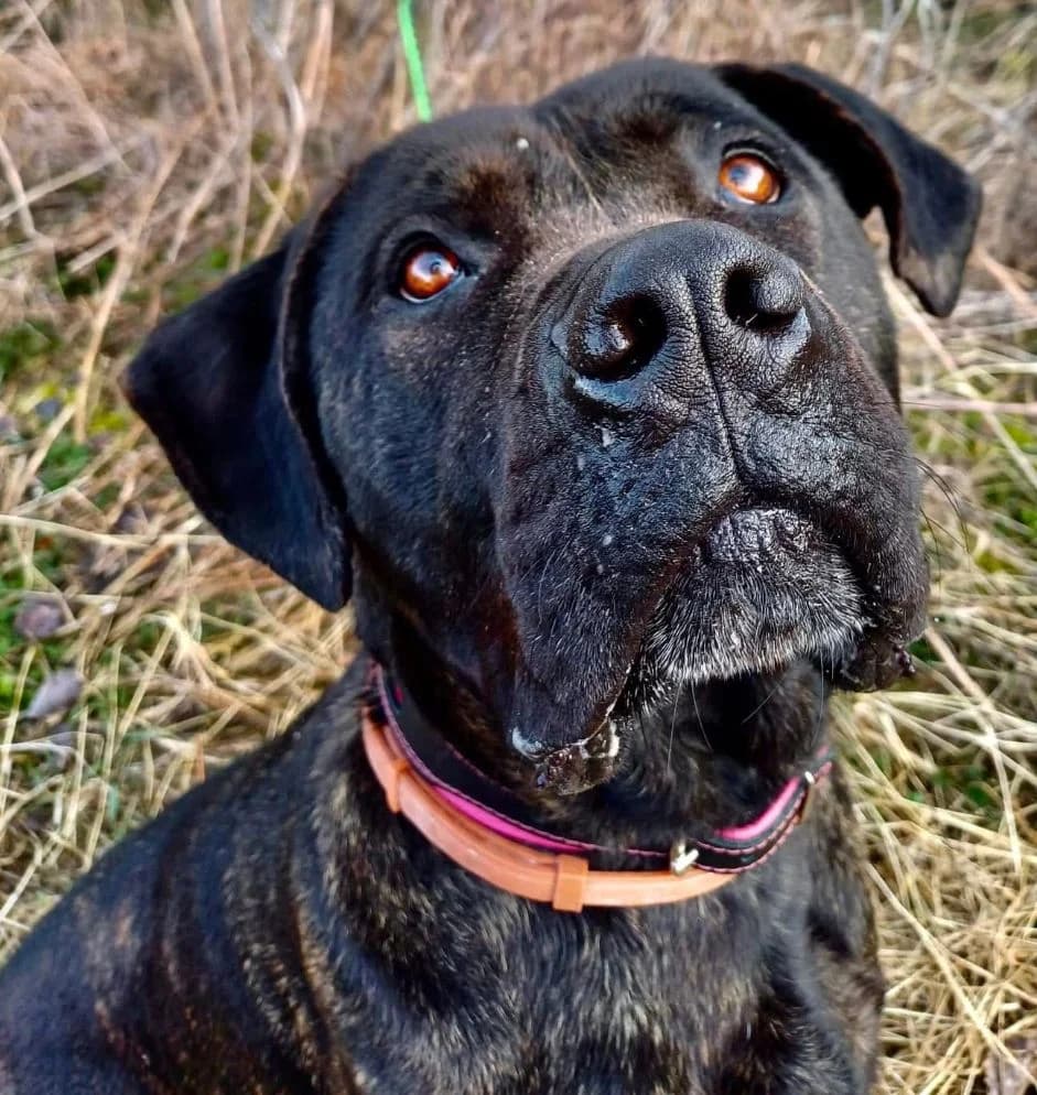 Thor ( Tierheim Cham), male 5yo Mixed Breed for adoption at Listenhunde Nothilfe