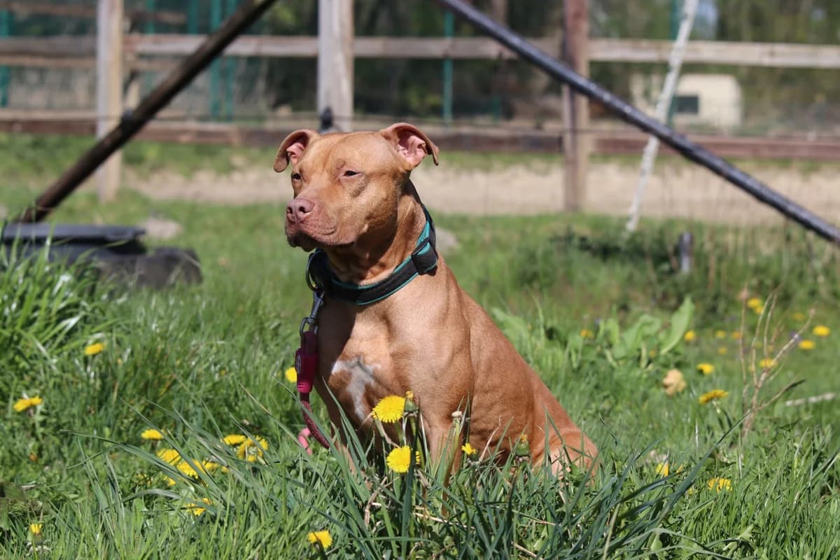 Turbo Hailey, male senior Mixed Breed for adoption at Listenhunde Nothilfe