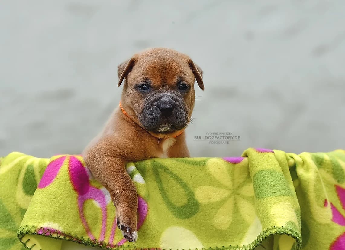 Vita *r e s e r v i e r t*, puppy Mixed Breed for adoption at Listenhunde Nothilfe