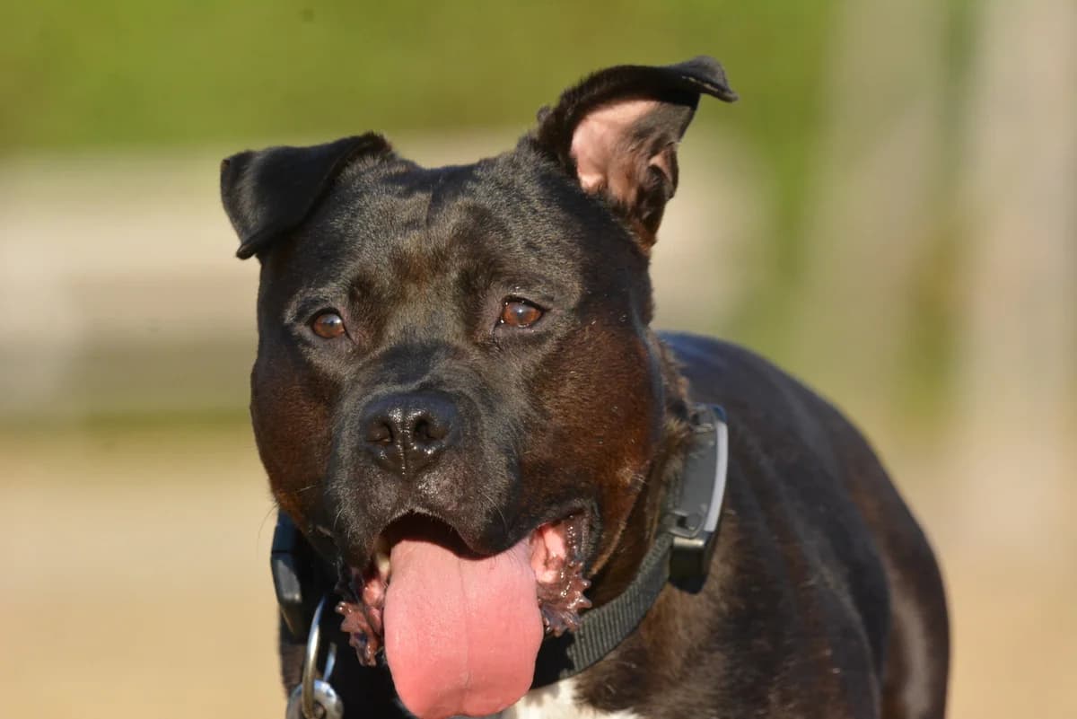 Yoshi, male young Mixed Breed for adoption at Listenhunde Nothilfe