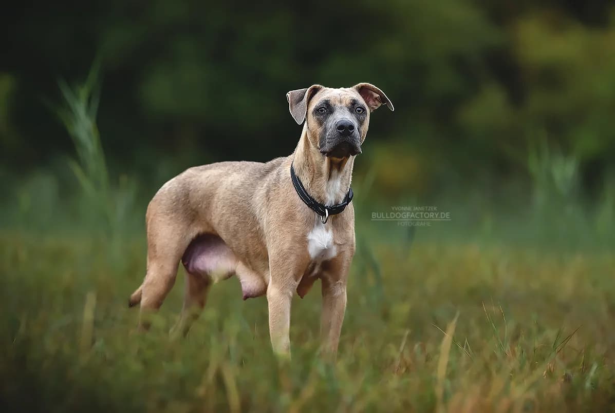 Zetti, male puppy Mixed Breed for adoption at Listenhunde Nothilfe