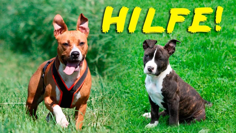 Zwei Hilferufe, Mixed Breed for adoption at Listenhunde Nothilfe