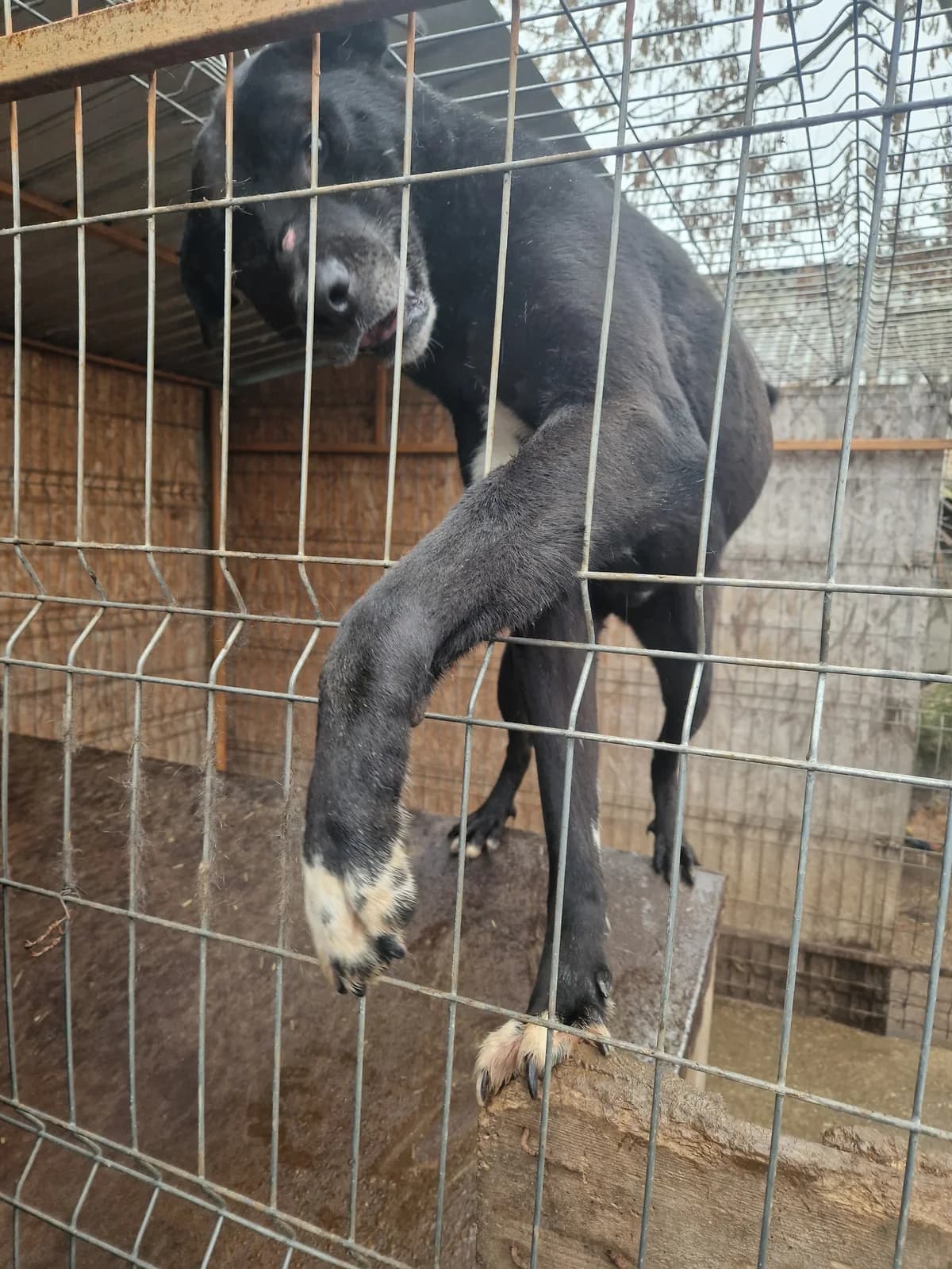 Jack ca. 55 cm (Notfellchen), male 4yo Mixed Breed for adoption at Little Souls, Holtland