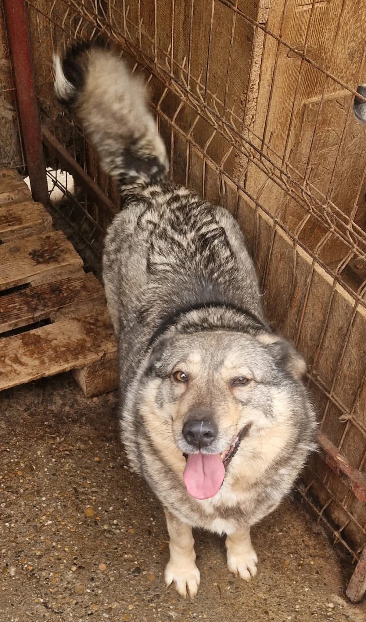 Lotti ca. 45 cm –, female 3yo Mixed Breed for adoption at Little Souls, Holtland