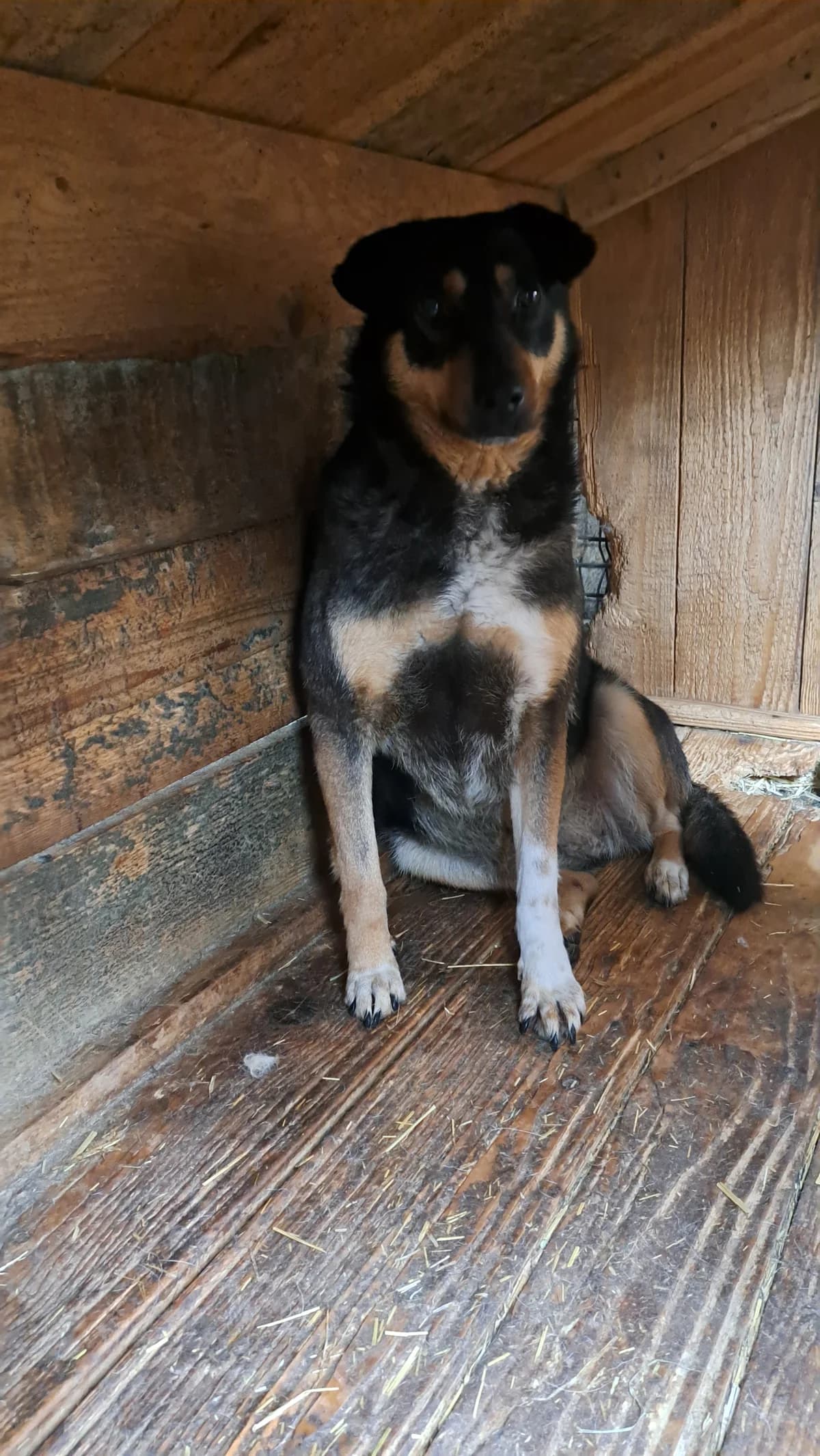 Tayla ca. 45 cm, female 4yo Mixed Breed for adoption at Little Souls, Holtland