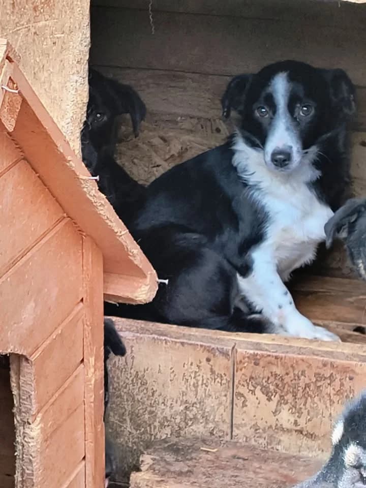 Yara ca. 40 cm, female young Mixed Breed for adoption at Little Souls, Holtland