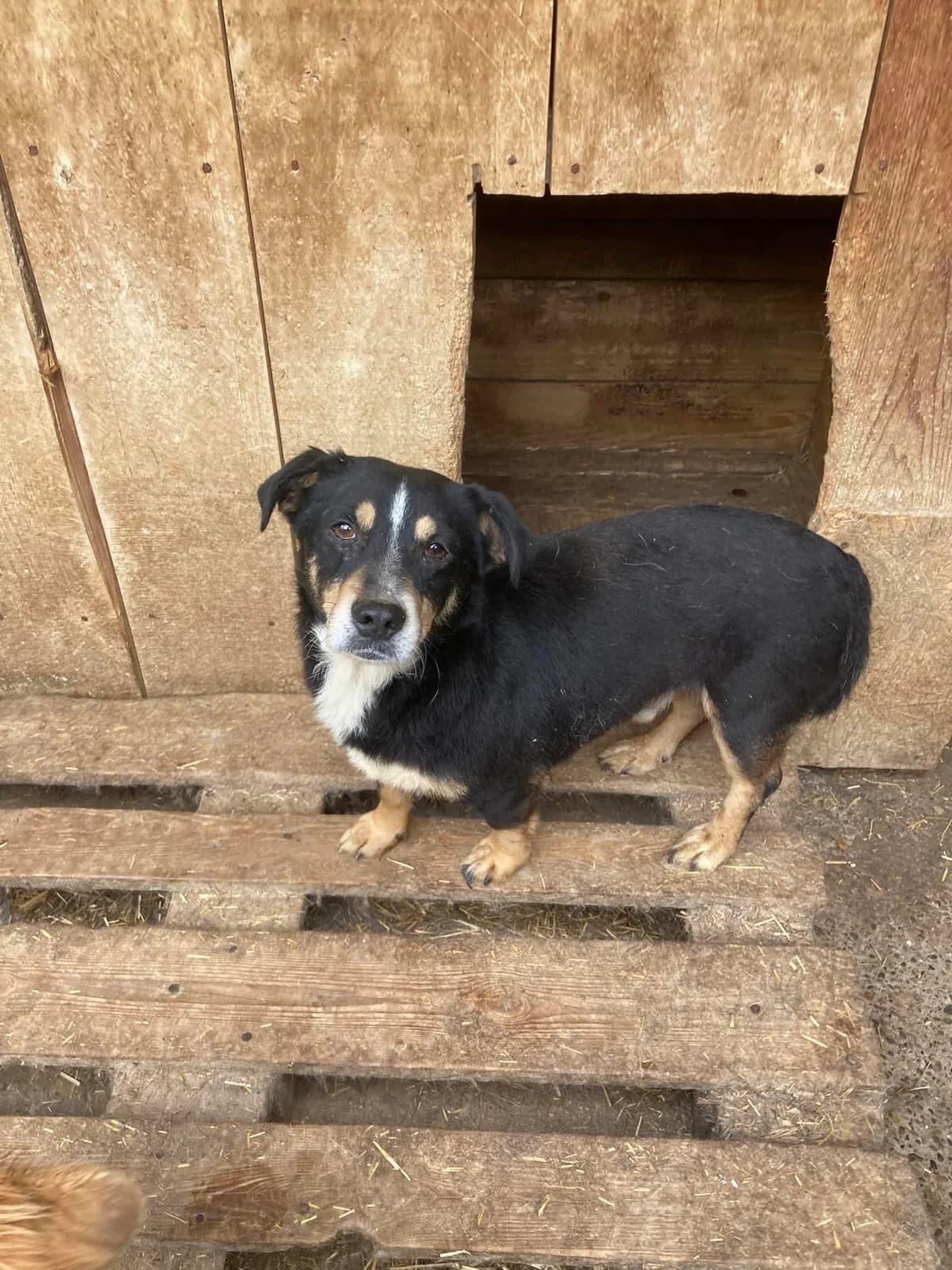 Arabin ca. 30 cm, male young Mixed Breed for adoption at Little Souls, Holtland