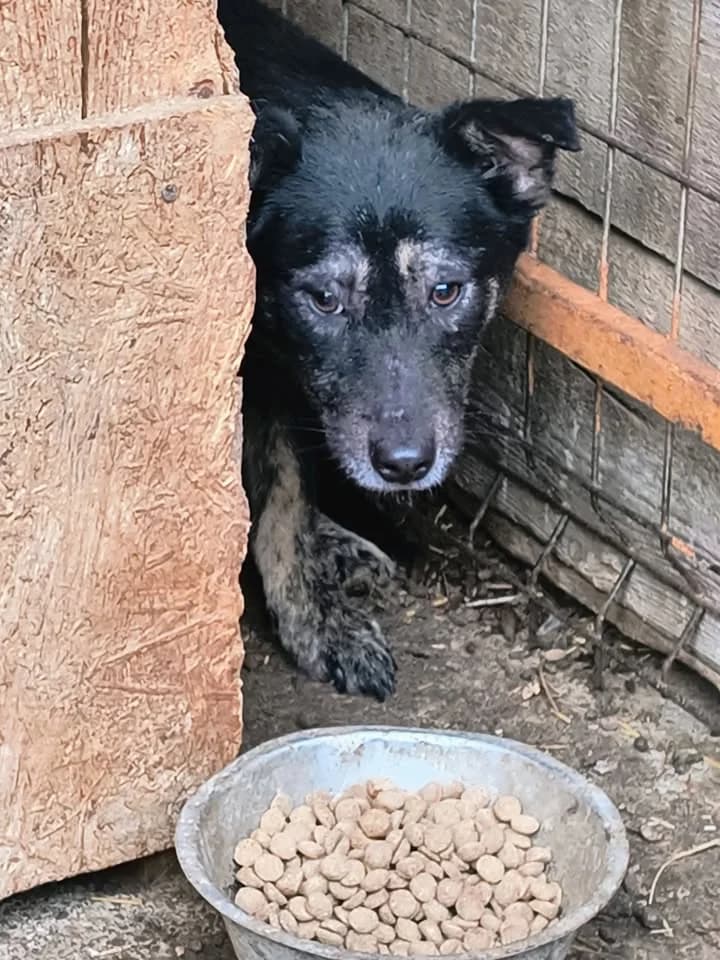 Suri ca. 45 cm, female young Mixed Breed for adoption at Little Souls, Holtland