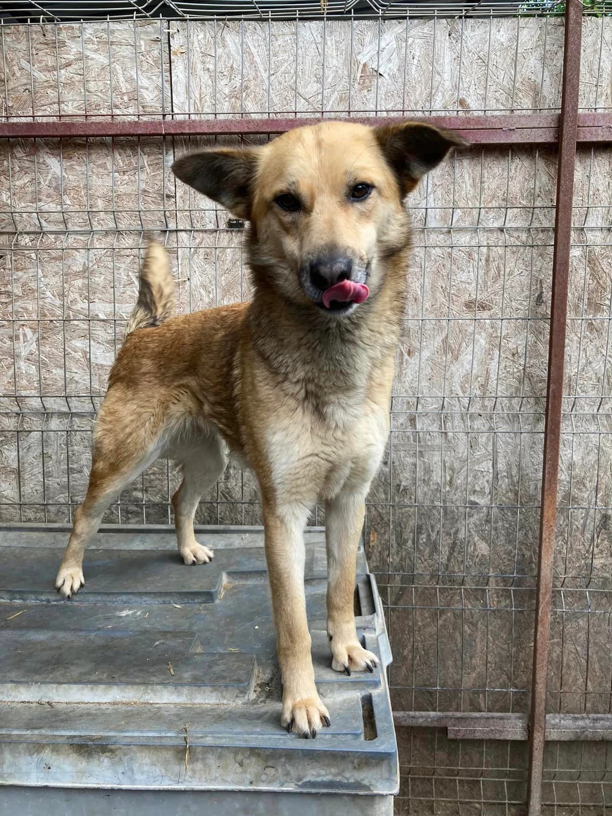 Senja ca. 50 cm, female young Mixed Breed for adoption at Little Souls, Holtland