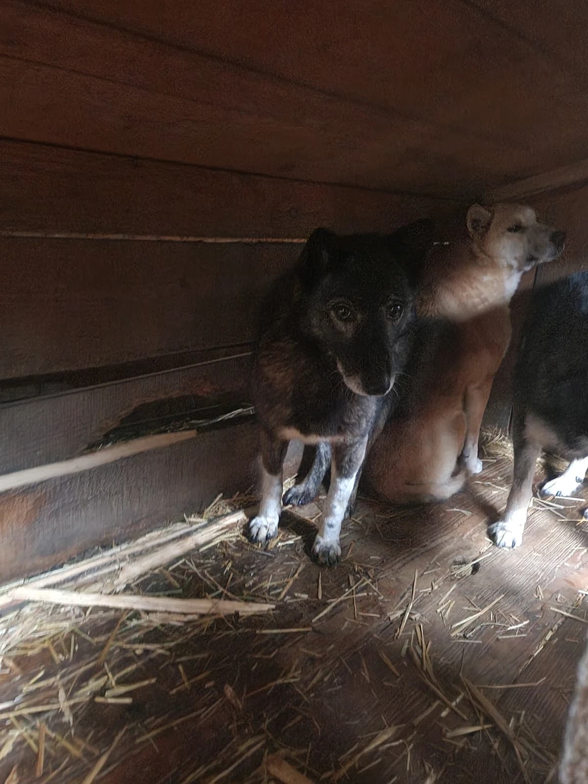 Tyra ca. 45 cm, female 4yo Mixed Breed for adoption at Little Souls, Holtland