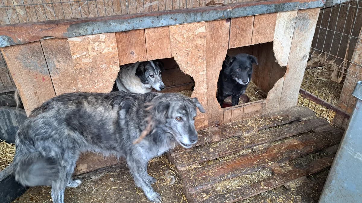 Gulliver ca. 50 cm, male 4yo mixed breed for adoption at Little Souls, Holtland