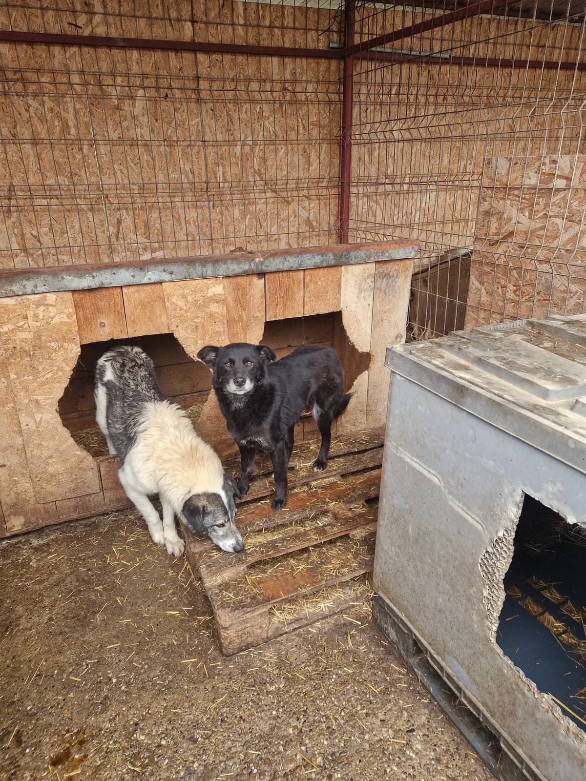 Heike ca. 50 cm, female 4yo Mixed Breed for adoption at Little Souls, Holtland