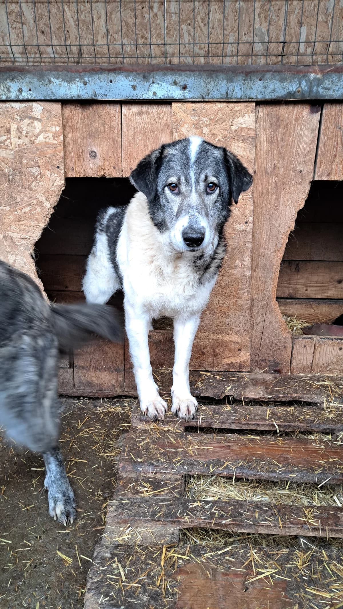 Kalle ca. 50 cm, male 4yo Mixed Breed for adoption at Little Souls, Holtland