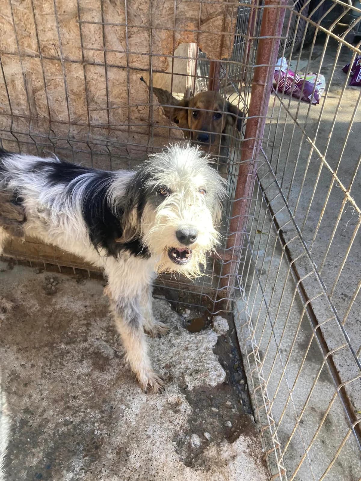 Wulkje ca. 50 cm, male young mixed breed for adoption at Little Souls, Holtland