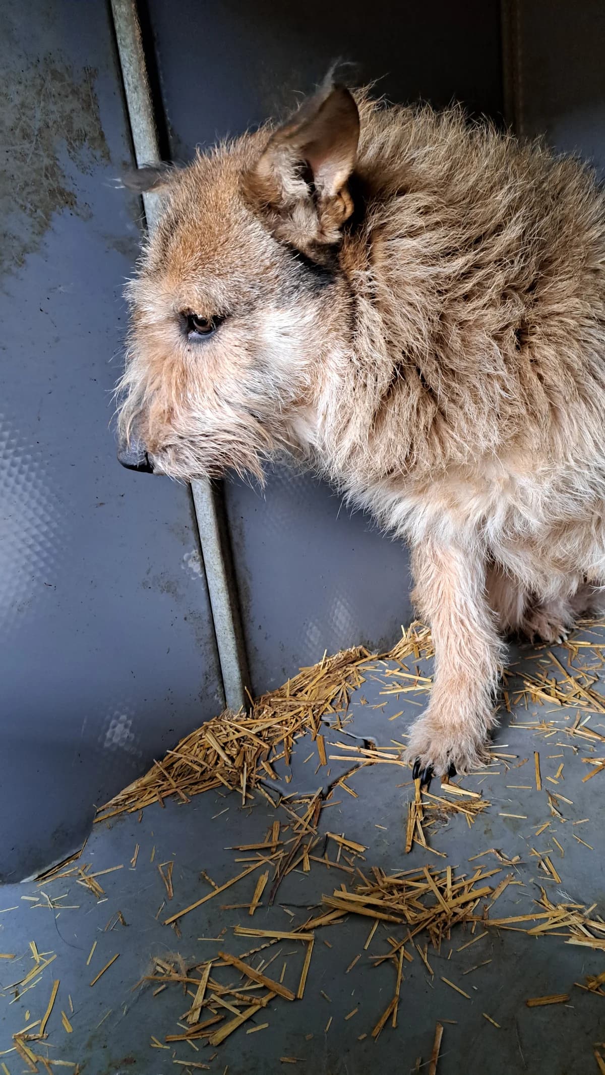 Marla ca. 47 cm, female 4yo Mixed Breed for adoption at Little Souls, Holtland