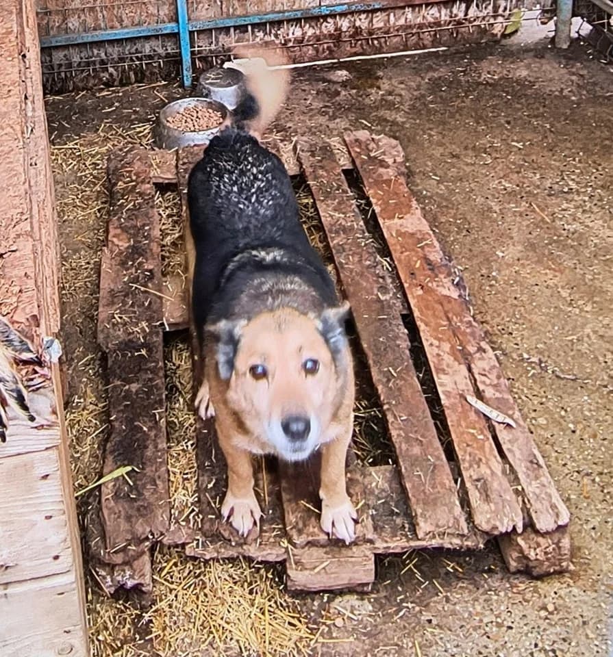 Bertie ca. 45 cm, male 4yo Mixed Breed for adoption at Little Souls, Holtland