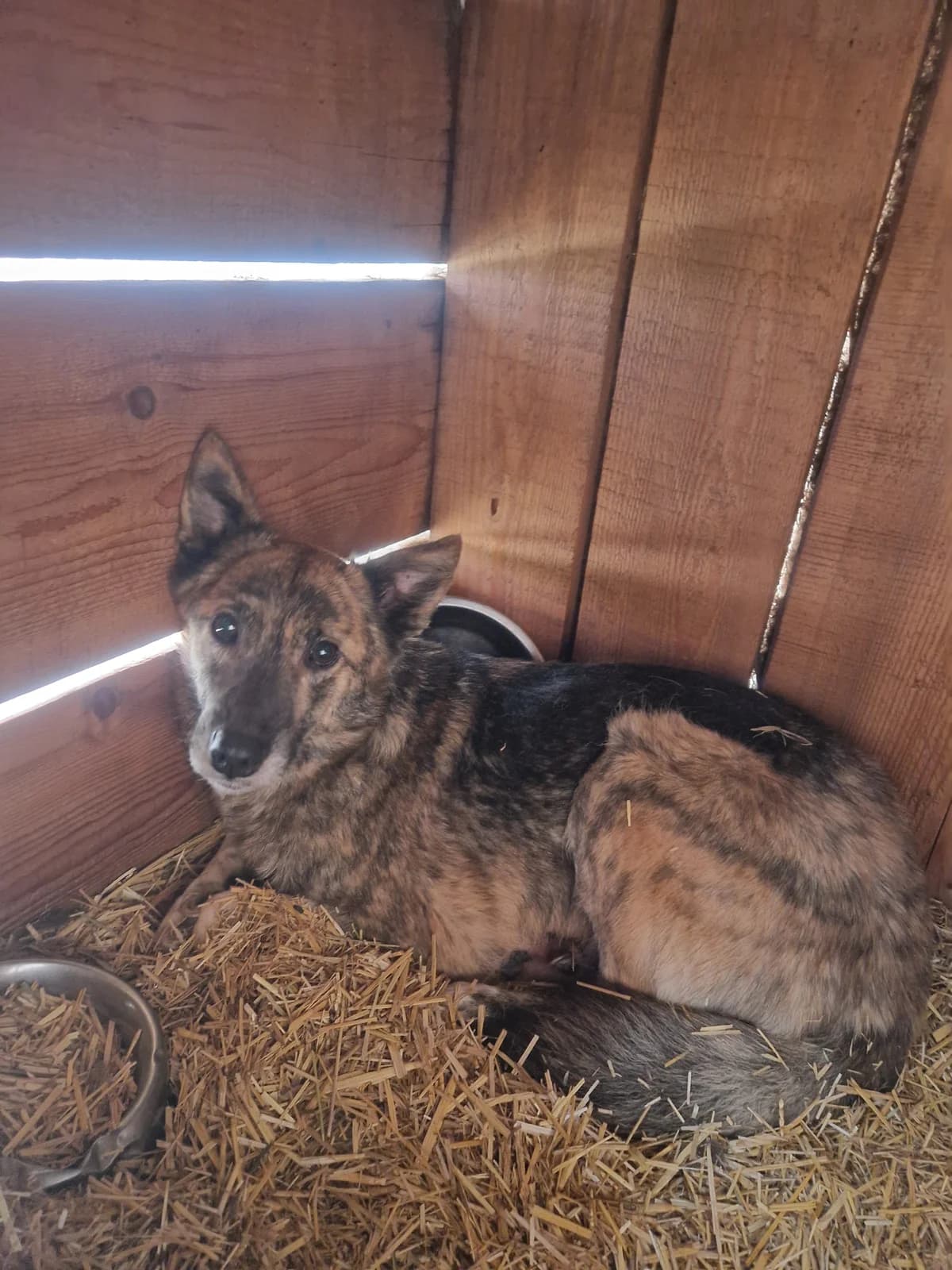 Oskar G ca. 45 cm, male 4yo Mixed Breed for adoption at Little Souls, Holtland