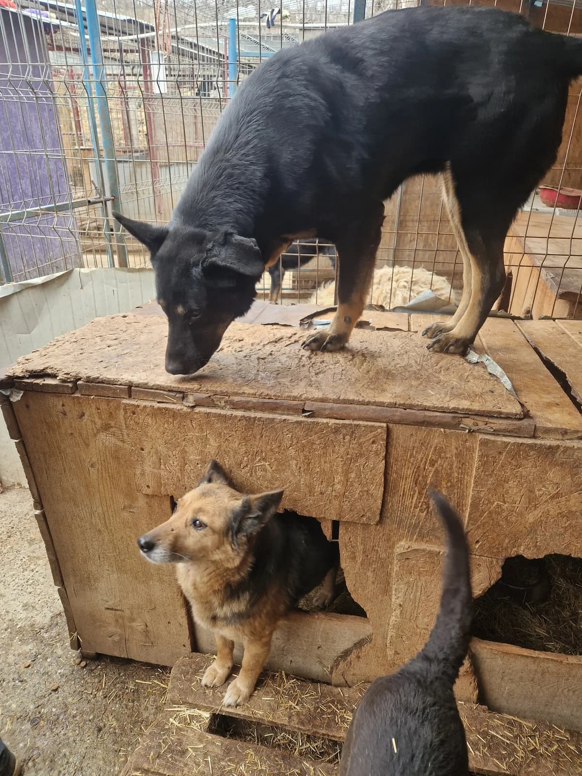 Oani ca. 60 cm (Notfellchen), female 4yo Mixed Breed for adoption at Little Souls, Holtland