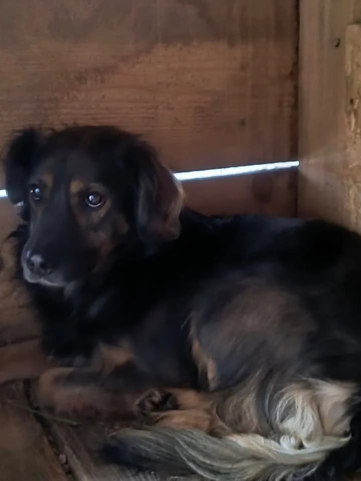 Bobby ca. 45 cm, male young mixed breed for adoption at Little Souls, Holtland