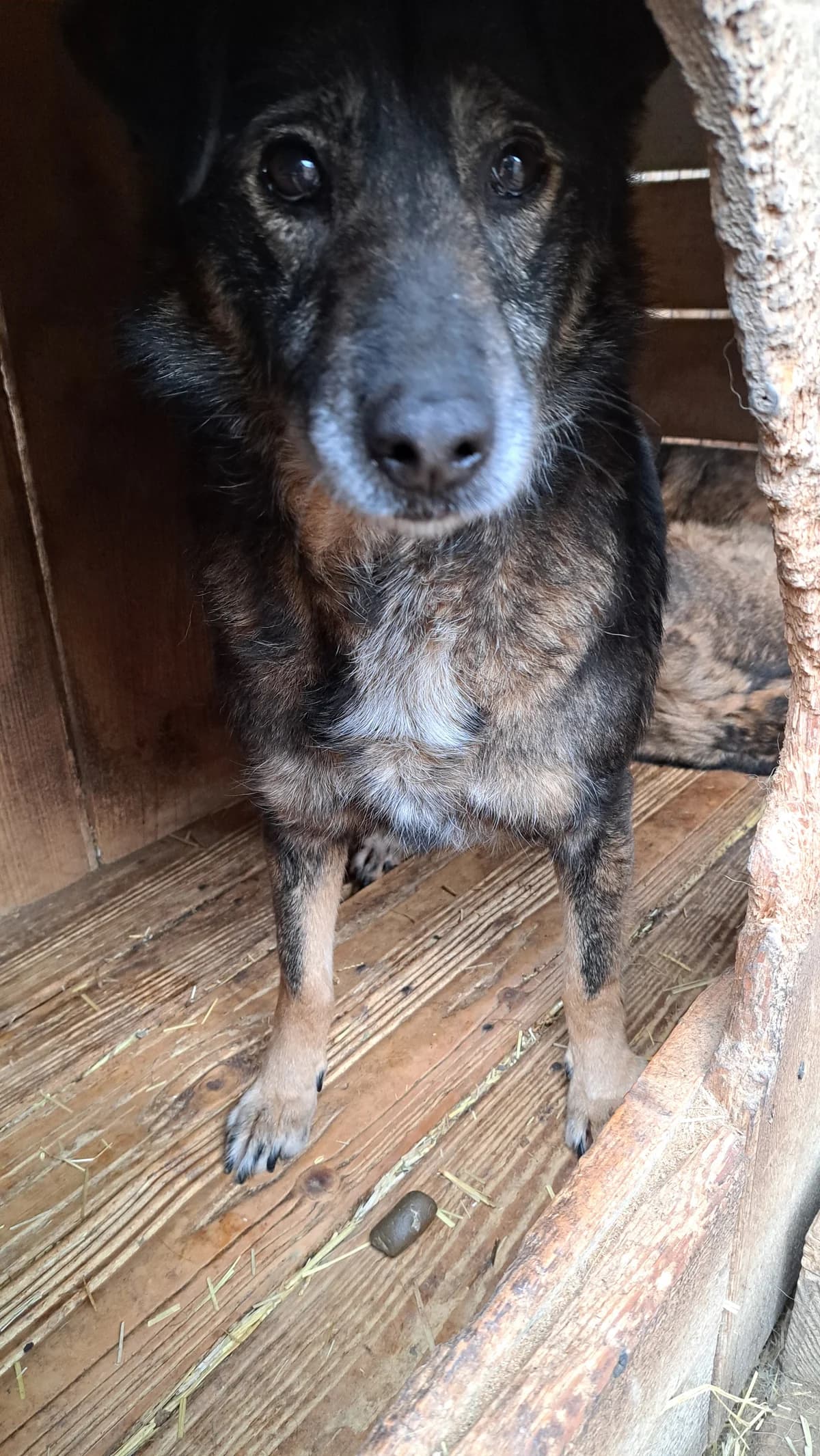 Aleria ca. 45 cm, female 4yo Mixed Breed for adoption at Little Souls, Holtland