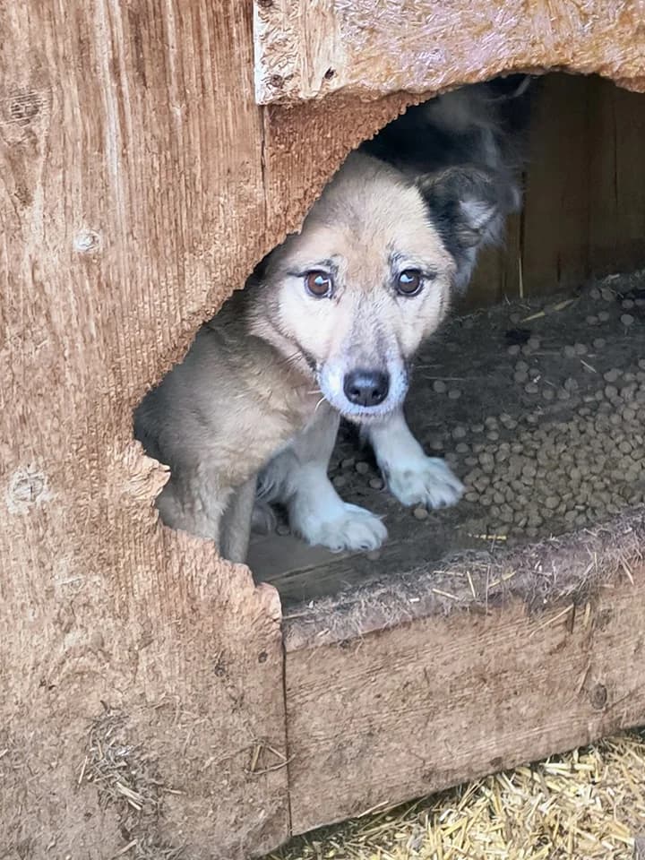 Yasna ca. 50 cm, female 4yo Mixed Breed for adoption at Little Souls, Holtland
