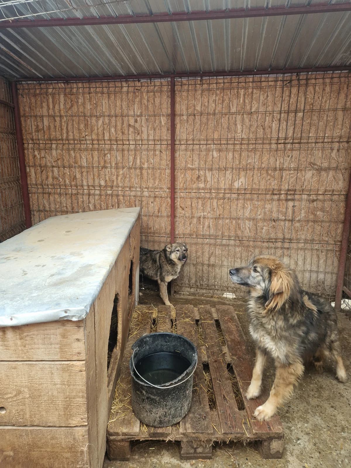 Lug ca. 50 cm, male 4yo mixed breed for adoption at Little Souls, Holtland