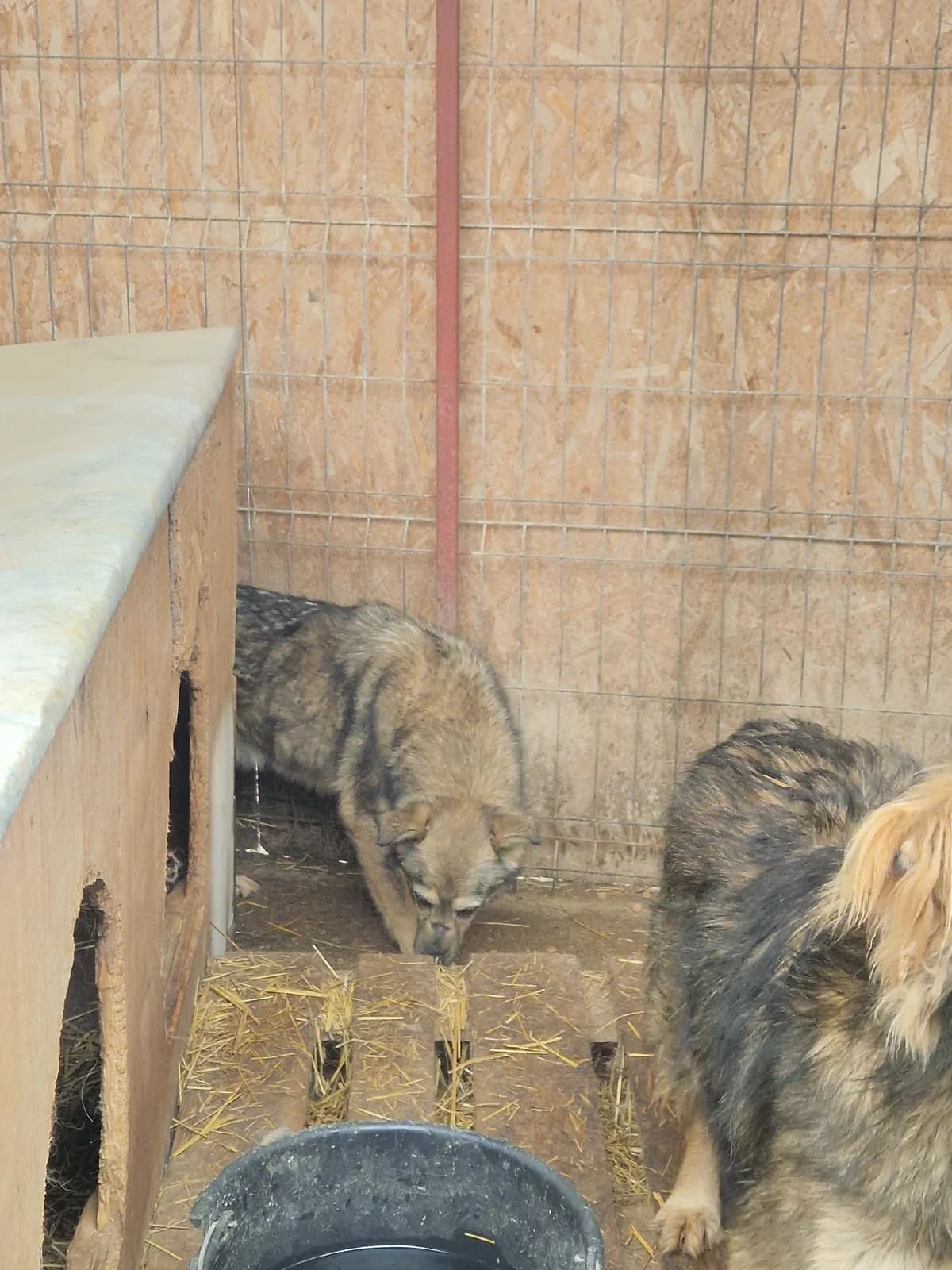 Shorty ca. 45 cm, male 6yo Mixed Breed for adoption at Little Souls, Holtland