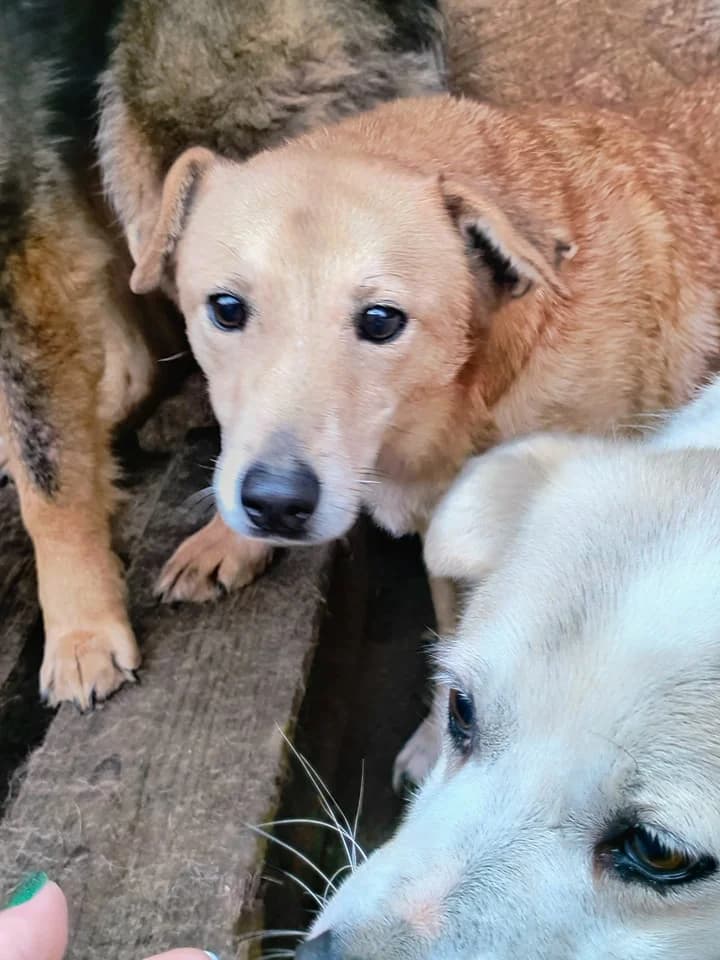 Nookie ca. 45 cm, female 4yo Mixed Breed for adoption at Little Souls, Holtland