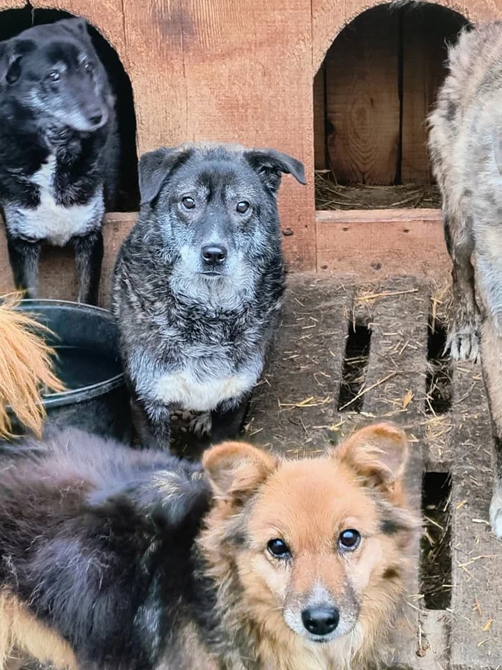 Bonny S ca. 48 cm, female 4yo Mixed Breed for adoption at Little Souls, Holtland