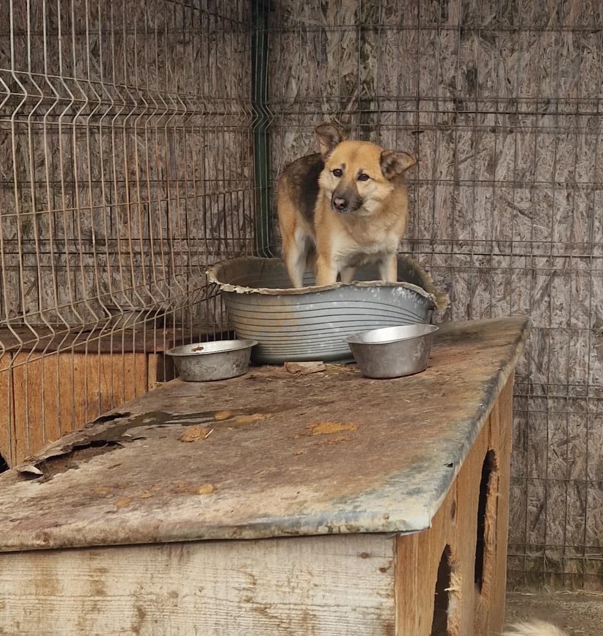 Käthi ca. 45 cm, female 4yo Mixed Breed for adoption at Little Souls, Holtland