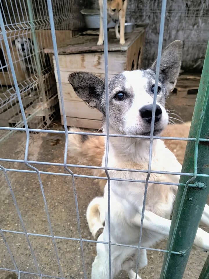 Fine ca. 50 cm, female 4yo Mixed Breed for adoption at Little Souls, Holtland