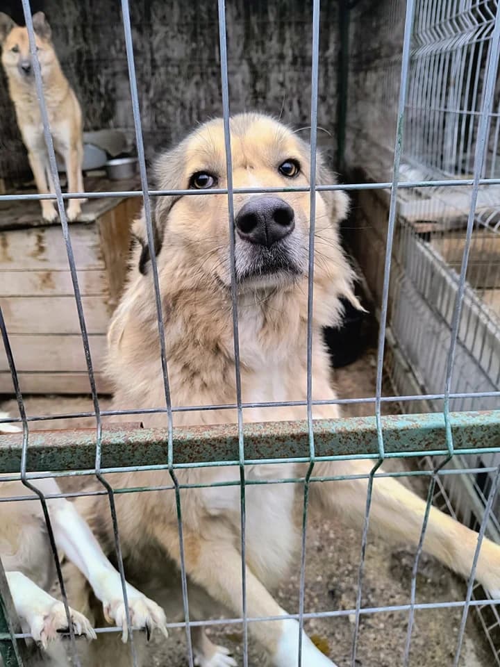 Kalle F ca. 55 cm, male 5yo Mixed Breed for adoption at Little Souls, Holtland