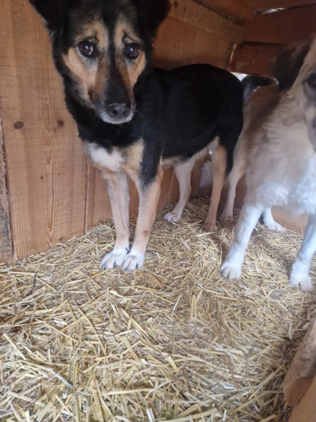 Tara, female senior Mixed Breed for adoption at Little Souls
