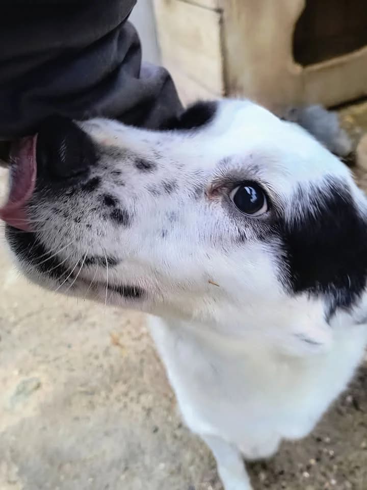 Hugo ca. 55 cm, male young mixed breed for adoption at Little Souls, Holtland