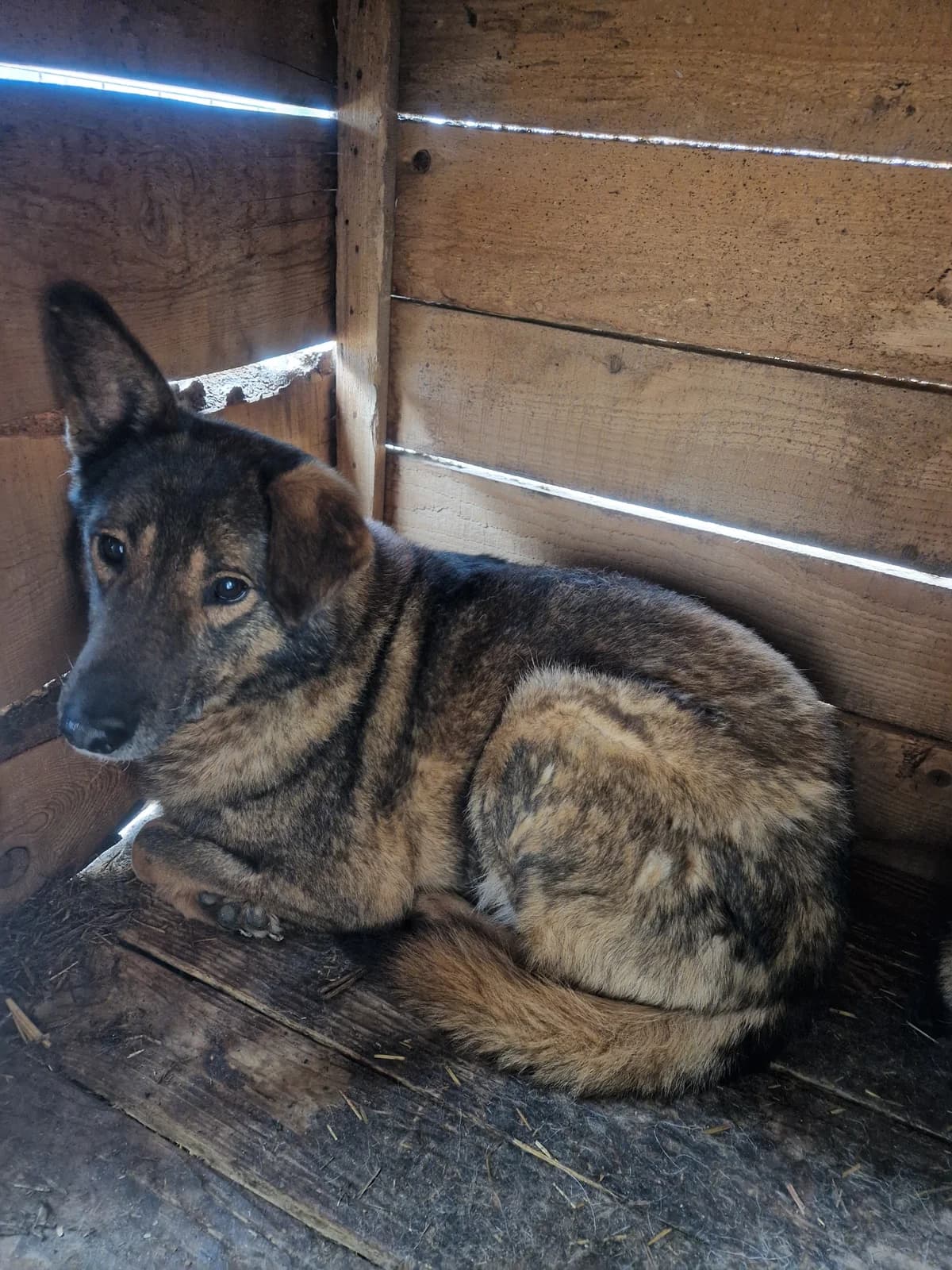 Simi ca. 50 cm, male 4yo Mixed Breed for adoption at Little Souls, Holtland