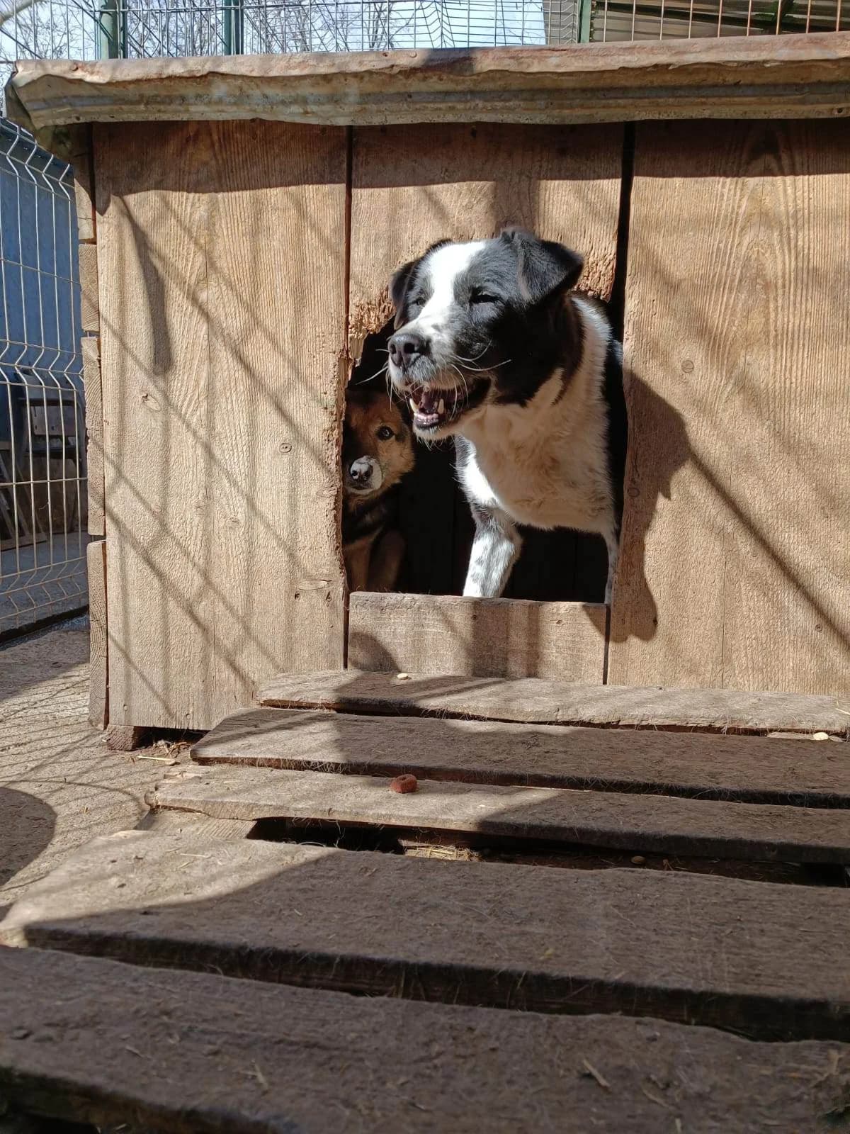 Kira W ca. 50 cm, female 4yo Mixed Breed for adoption at Little Souls, Holtland