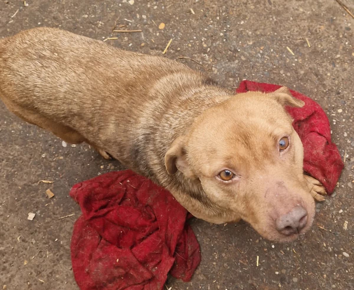 Feiwel, male senior Mixed Breed for adoption at Little Souls