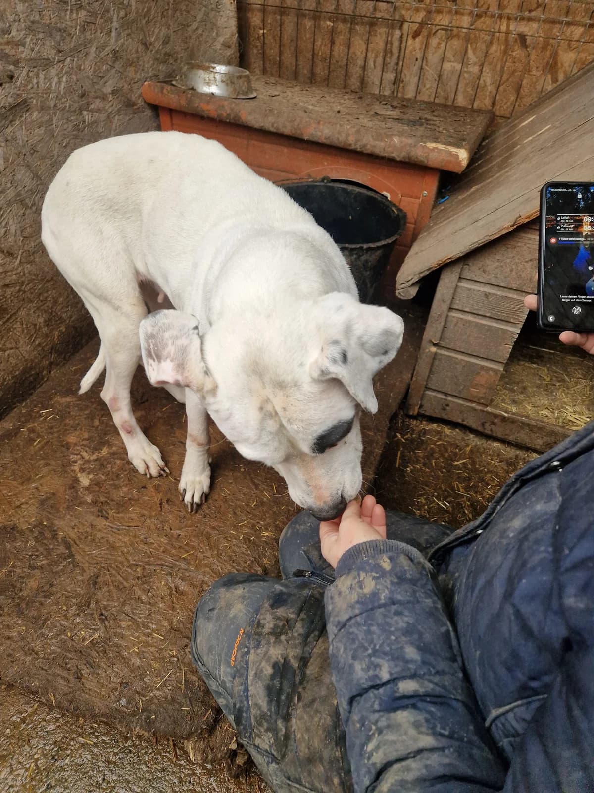 Fiona, female senior Mixed Breed for adoption at Little Souls