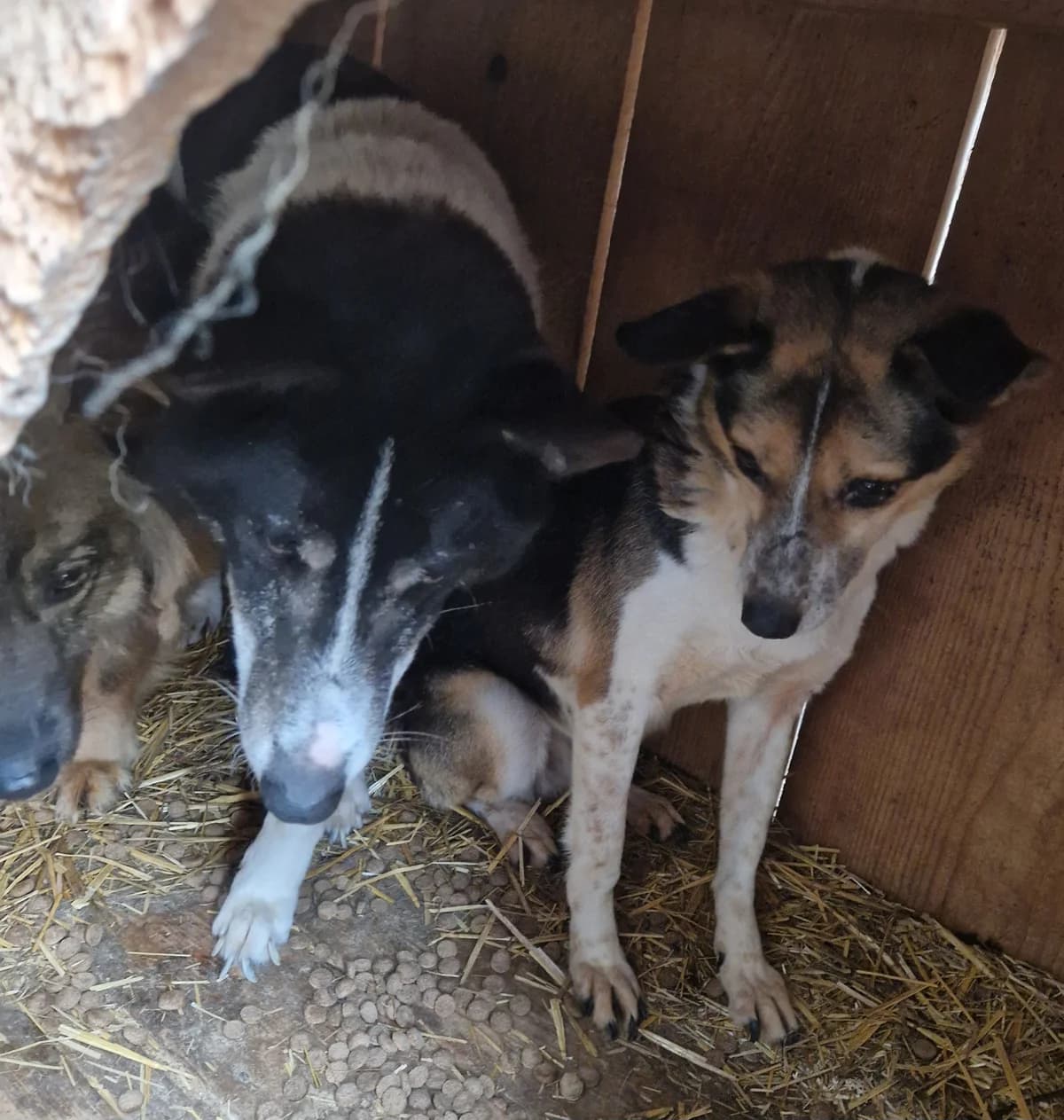 Wanda, female senior Mixed Breed for adoption at Little Souls