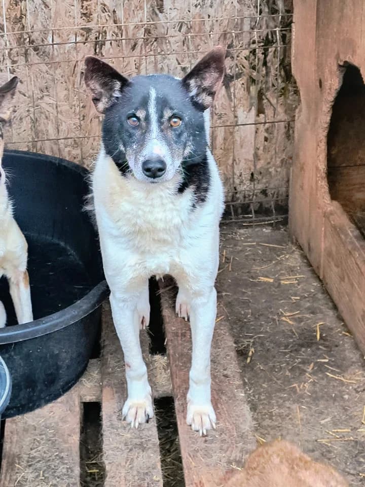 Apollo, male senior Mixed Breed for adoption at Little Souls