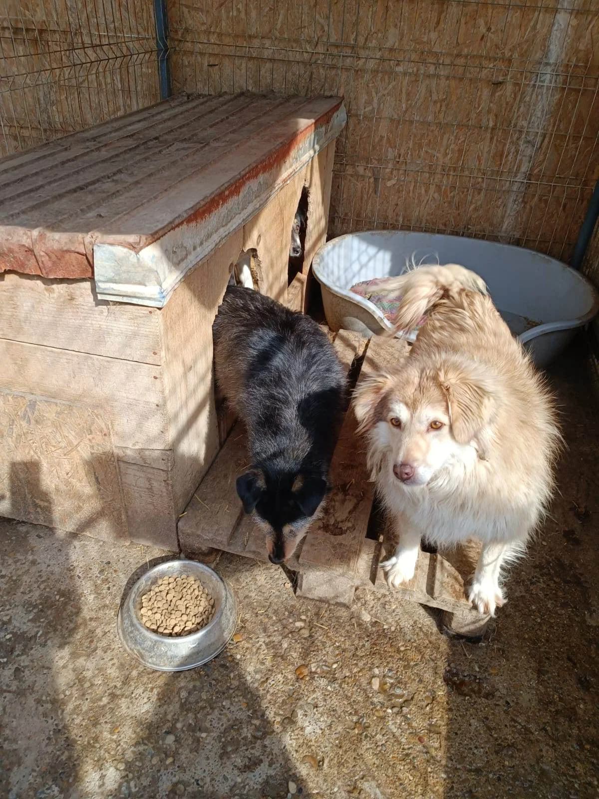 Laika ca. 47 cm, female 4yo Mixed Breed for adoption at Little Souls, Holtland
