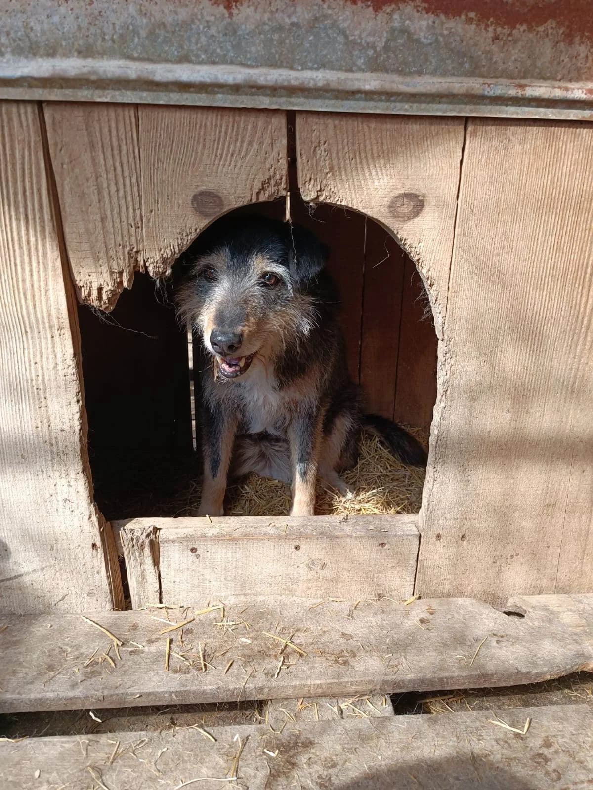 Frieda S, female senior Mixed Breed for adoption at Little Souls