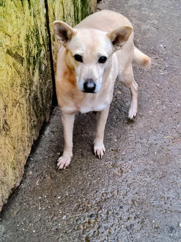 Auri, female senior Mixed Breed for adoption at Little Souls