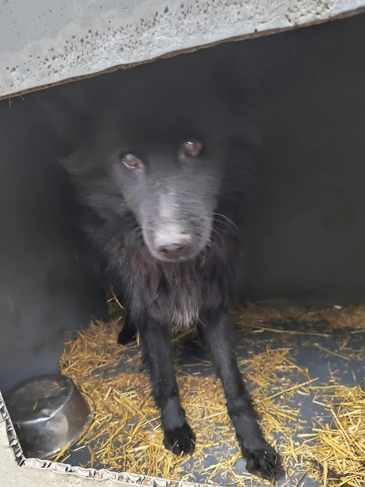 Sam ca. 50 cm, male 4yo Mixed Breed for adoption at Little Souls, Holtland